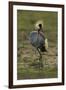 Grey-Crowned Crane-Mary Ann McDonald-Framed Photographic Print