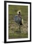 Grey-Crowned Crane-Mary Ann McDonald-Framed Photographic Print