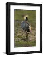 Grey-Crowned Crane-Mary Ann McDonald-Framed Photographic Print