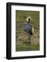 Grey-Crowned Crane-Mary Ann McDonald-Framed Photographic Print