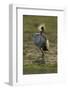 Grey-Crowned Crane-Mary Ann McDonald-Framed Photographic Print