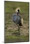 Grey-Crowned Crane-Mary Ann McDonald-Mounted Photographic Print