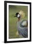 Grey-Crowned Crane-Mary Ann McDonald-Framed Photographic Print