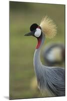 Grey-Crowned Crane-Mary Ann McDonald-Mounted Photographic Print