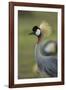 Grey-Crowned Crane-Mary Ann McDonald-Framed Photographic Print