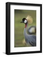 Grey-Crowned Crane-Mary Ann McDonald-Framed Photographic Print