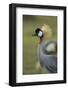 Grey-Crowned Crane-Mary Ann McDonald-Framed Photographic Print