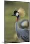 Grey-Crowned Crane-Mary Ann McDonald-Mounted Photographic Print