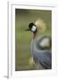 Grey-Crowned Crane-Mary Ann McDonald-Framed Photographic Print