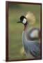 Grey-Crowned Crane-Mary Ann McDonald-Framed Photographic Print