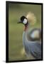 Grey-Crowned Crane-Mary Ann McDonald-Framed Photographic Print