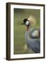 Grey-Crowned Crane-Mary Ann McDonald-Framed Photographic Print