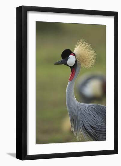 Grey-Crowned Crane-Mary Ann McDonald-Framed Photographic Print