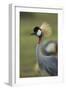 Grey-Crowned Crane-Mary Ann McDonald-Framed Photographic Print