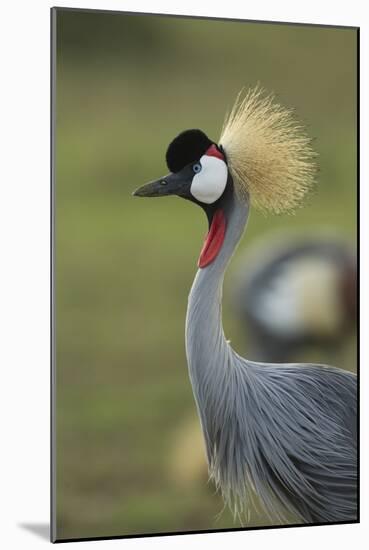 Grey-Crowned Crane-Mary Ann McDonald-Mounted Photographic Print