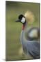 Grey-Crowned Crane-Mary Ann McDonald-Mounted Photographic Print