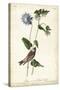 Grey-crowned Purple Finch-John James Audubon-Stretched Canvas
