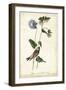 Grey-crowned Purple Finch-John James Audubon-Framed Art Print