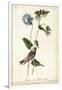 Grey-crowned Purple Finch-John James Audubon-Framed Art Print