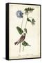 Grey-crowned Purple Finch-John James Audubon-Framed Stretched Canvas