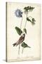 Grey-crowned Purple Finch-John James Audubon-Stretched Canvas