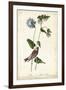 Grey-crowned Purple Finch-John James Audubon-Framed Art Print