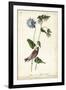 Grey-crowned Purple Finch-John James Audubon-Framed Art Print