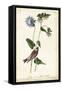 Grey-crowned Purple Finch-John James Audubon-Framed Stretched Canvas