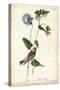 Grey-crowned Purple Finch-John James Audubon-Stretched Canvas