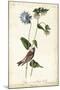 Grey-crowned Purple Finch-John James Audubon-Mounted Art Print