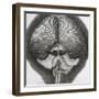 Grey Drone-Fly, Observation XXXIX from Hooke's Micrographia, 1664-Robert Hooke-Framed Giclee Print