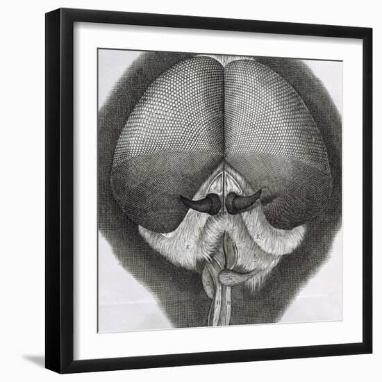 Grey Drone-Fly, Observation XXXIX from Hooke's Micrographia, 1664-Robert Hooke-Framed Giclee Print