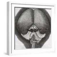 Grey Drone-Fly, Observation XXXIX from Hooke's Micrographia, 1664-Robert Hooke-Framed Giclee Print