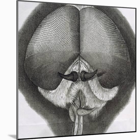 Grey Drone-Fly, Observation XXXIX from Hooke's Micrographia, 1664-Robert Hooke-Mounted Giclee Print
