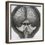 Grey Drone-Fly, Observation XXXIX from Hooke's Micrographia, 1664-Robert Hooke-Framed Giclee Print