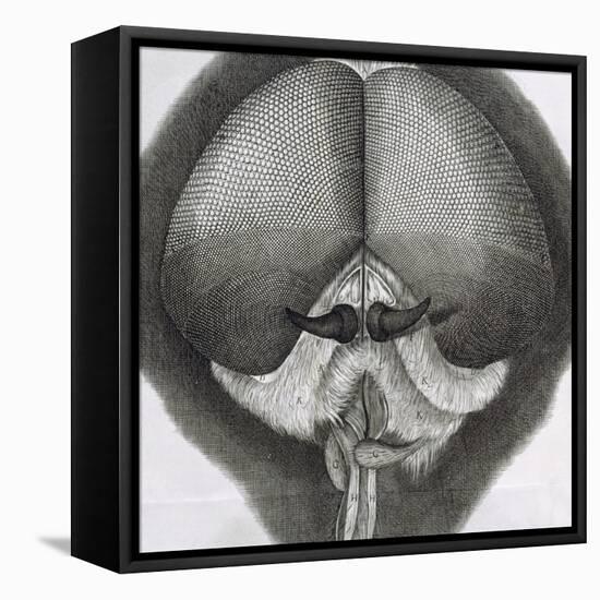 Grey Drone-Fly, Observation XXXIX from Hooke's Micrographia, 1664-Robert Hooke-Framed Stretched Canvas