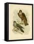 Grey Falcon, 1891-Gracius Broinowski-Framed Stretched Canvas