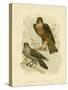 Grey Falcon, 1891-Gracius Broinowski-Stretched Canvas