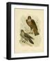 Grey Falcon, 1891-Gracius Broinowski-Framed Giclee Print
