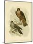 Grey Falcon, 1891-Gracius Broinowski-Mounted Giclee Print