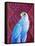 Grey falcon-Jane Tattersfield-Framed Stretched Canvas