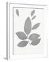 Grey Foliage-PI Juvenile-Framed Art Print