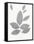 Grey Foliage-PI Juvenile-Framed Stretched Canvas