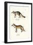 Grey Fox, 1824-Karl Joseph Brodtmann-Framed Giclee Print