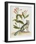 Grey Fox Natural History of Carolina, Florida and Bahamas-Mark Catesby-Framed Giclee Print