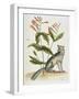 Grey Fox Natural History of Carolina, Florida and Bahamas-Mark Catesby-Framed Giclee Print