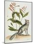 Grey Fox Natural History of Carolina, Florida and Bahamas-Mark Catesby-Mounted Giclee Print