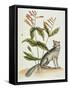 Grey Fox Natural History of Carolina, Florida and Bahamas-Mark Catesby-Framed Stretched Canvas