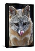 Grey Fox (Urocyon Cinereoargenteus) Licking Nose, Captive, Mexico City-Claudio Contreras-Framed Stretched Canvas