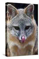 Grey Fox (Urocyon Cinereoargenteus) Licking Nose, Captive, Mexico City-Claudio Contreras-Stretched Canvas